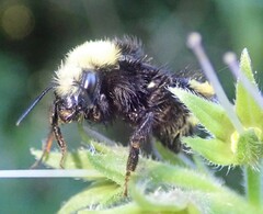 Bombus caliginosus