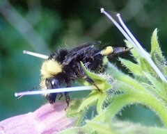 Bombus caliginosus