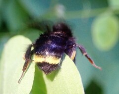 Bombus caliginosus