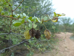 Bulnesia foliosa
