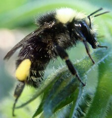 Bombus caliginosus