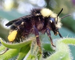 Bombus caliginosus