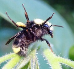 Bombus caliginosus