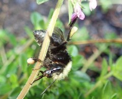 Bombus caliginosus