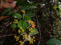 Tetrapterys discolor