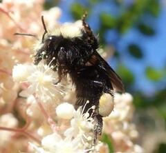 Bombus caliginosus