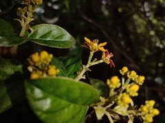 Tetrapterys discolor