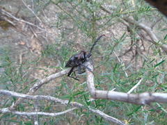 Calocomus desmarestii