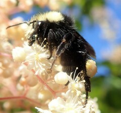 Bombus caliginosus