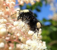 Bombus caliginosus