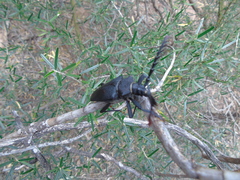 Calocomus desmarestii