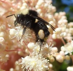 Bombus caliginosus