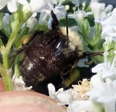 Bombus caliginosus