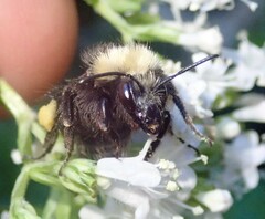 Bombus caliginosus