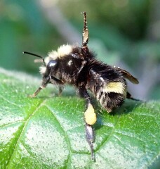 Bombus caliginosus