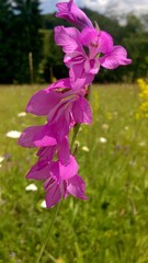 Gladiolus imbricatus