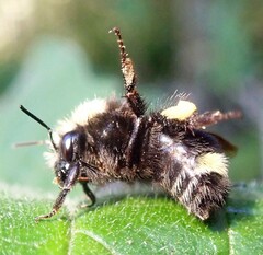 Bombus caliginosus