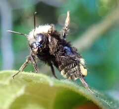Bombus caliginosus