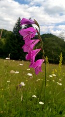 Gladiolus imbricatus