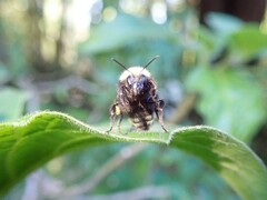 Bombus caliginosus