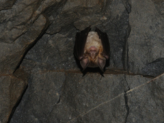 Rhinolophus euryale