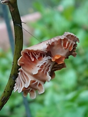 Byasa