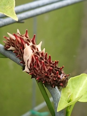 Byasa
