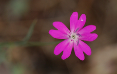 Silene fruticosa