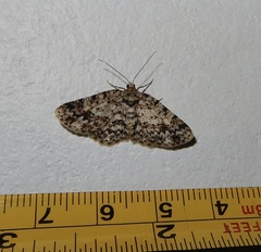 Myrioblephara