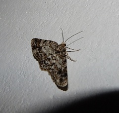 Myrioblephara