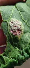 Puccinia phragmitis