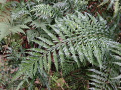 Asplenium lamprophyllum