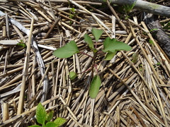 Xanthium orientale riparium