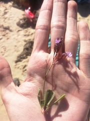 Limonium emarginatum