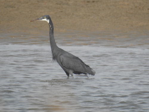 Garceta dimorfa (Egretta gularis)