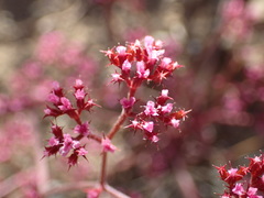 Chorizanthe fimbriata