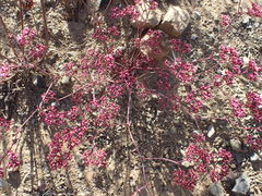 Chorizanthe fimbriata
