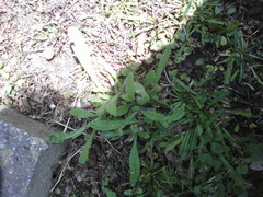 Helminthotheca echioides