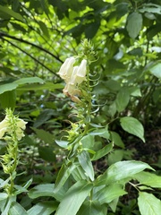 Digitalis grandiflora