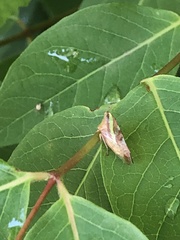 Smilia camelus