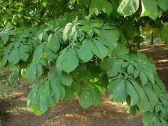 Cameraria ohridella