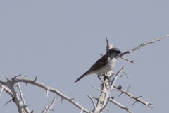Passer motitensis