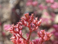 Chorizanthe fimbriata