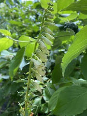 Digitalis grandiflora