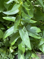 Digitalis grandiflora