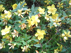 Hypericum