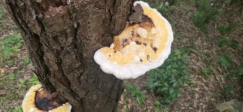 Red-banded Polypore