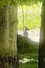 Odocoileus virginianus borealis