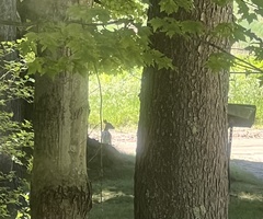 Odocoileus virginianus borealis