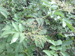 Sambucus nigra